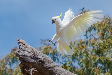 A White Cockatoo Landing On A Tree