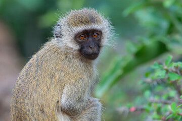 A Young Vervet Monkeyin Amboseli National Park