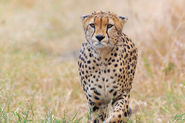 Fototapeta na wymiar Close-Up Shot Of A Cheetah Staring At Prey