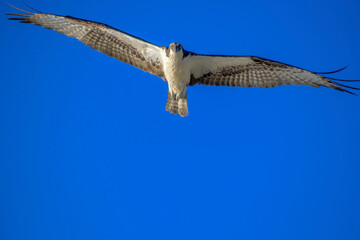 osprey in flight