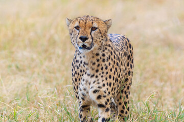Close-Up Shot Of A Cheetah Staring At Prey