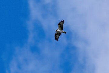 上空から獲物を狙うミサゴの飛翔シーン