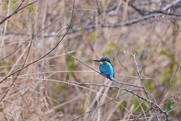 すまし顔でのんびりくつろぐカワセミ オス