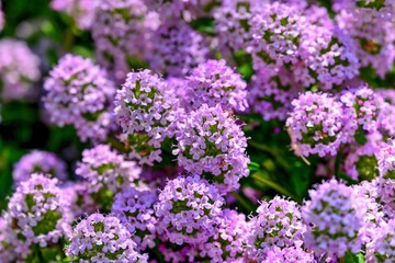 満開の薄紫のアリッサムの花