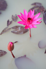 Hot Pink Water Lily