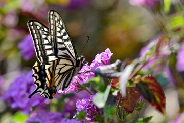 光を浴びて輝く吸蜜中のキアゲハ