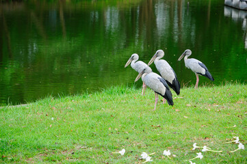 White Storks Standing by a Pond