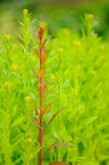 A Lone Red Plant Among Green Plants