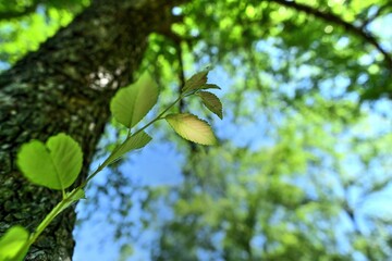 木漏れ日浴びて輝く新緑の若葉