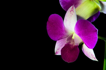 Fototapeta na wymiar purple orchid on black background