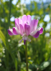 Chinese milk vetch is flowering, from front side