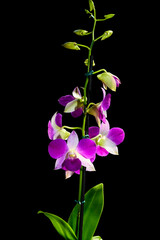 Naklejka na ściany i meble purple orchid on black background