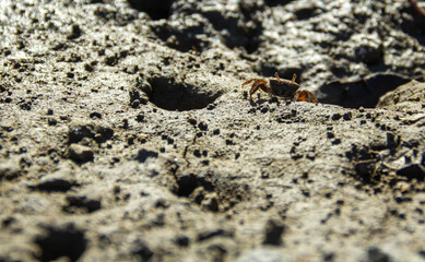 Juey or also known as land crab (Cardisoma guanhumi)