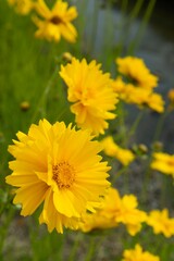 オオキンケイギクの花（特定外来生物）
