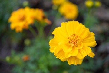キバナコスモスの花を真上からクローズアップ
