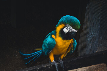 blue and gold macaw