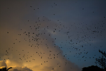 birds in the sky