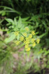 Golden Alexanders at Somme Prairie Grove in Northbrook, Illinois