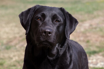 Portrait of a black labrador, adult dog looking at the camera.