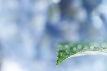 薄青いアジサイを背景に緑の葉の上にきらめく水滴