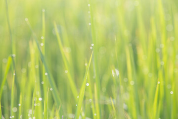 Fototapeta premium green grass background with fresh morning dew