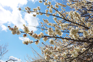 Plum Blossom festival