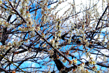 Misato Ume Festival : plum blossoms