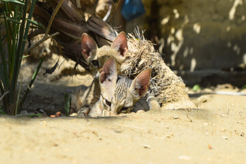 Kittens Sleeping Cute Cat Portrait, Animal Looking Pet Brown Domestic