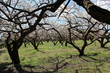 ume trees plum trees