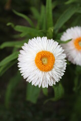 Fototapeta premium Chamomile Plant