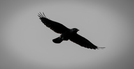 flying bird silhouette