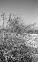 Obraz na płótnie Canvas beach grass black and white