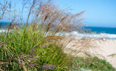 grass on the beach