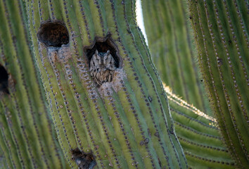 Western Screech Owl makes home in Saguaro Cactus - Sonoran Desert