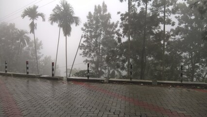 Foggy Morning