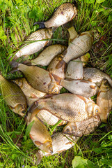 Crucian fish lies on the grass
