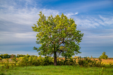 lonely growing young oak tree against the sky