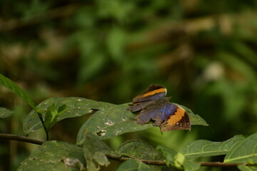 wonderful picture of orange oakleaf (kallima inachus) butterfly enjoying sunbath on leaf.