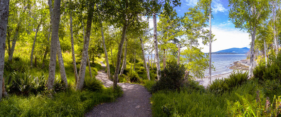 Beautiful Panoramic View of a trail in a Green Rain Forest during a sunny day. Taken in Pebbly Beach, Bowen Island, British Columbia, Canada.
