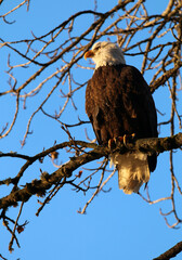 Bald Eagles in Haines Alaska