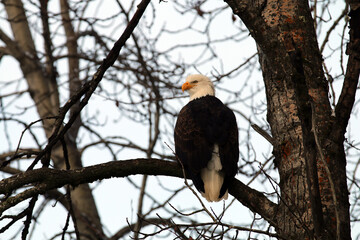 Bald Eagles in Haines Alaska