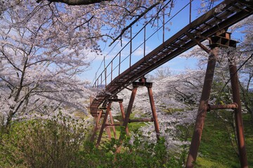桜とレール