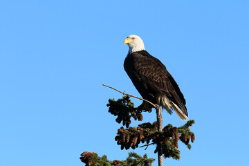 Bald Eagles in Haines Alaska