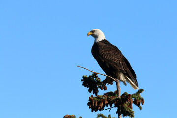 Bald Eagles in Haines Alaska