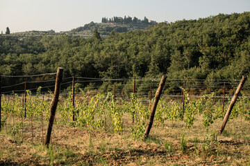 Fototapeta na wymiar Photo of a vineyard in Bucine, a comune in the Province of Arezzo in the Italian region Tuscany.