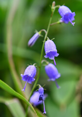 ツリガネニンジン（釣鐘人参、学名： Adenophora triphylla var. japonica ）はキキョウ科ツリガネニンジン属の多年草。