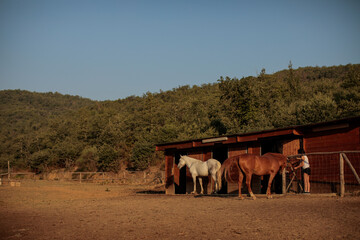 Photos of some horses in a stable taken during a road trip Arezzo in Tuscany, Italy.
