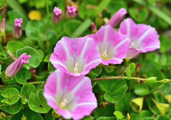 アサガオ（朝顔、牽牛花、学名: Ipomoea nil [1]、英: Morning glory）は、ヒルガオ科サツマイモ属の一年性植物。日本で最も発達した園芸植物。古典園芸植物のひとつでもある。中国語で牽牛。日本では「蕣」の漢字も当てられる。