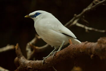 Bali myna (Leucopsar rothschildi).