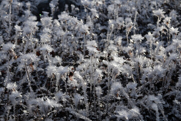 Ice crystals in Haines Alaska